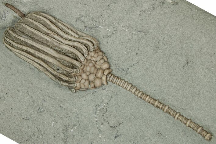 Fossil Crinoid (Macrocrinus) - Crawfordsville, Indiana #359205